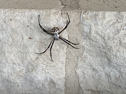 Silver Garden Orbweaver