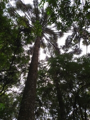 Araucaria angustifolia