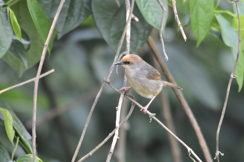 iNaturalist image