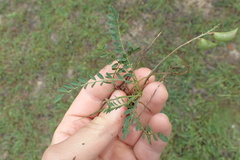 Astragalus distortus