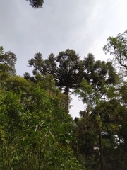 Araucaria angustifolia