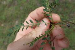 Astragalus distortus