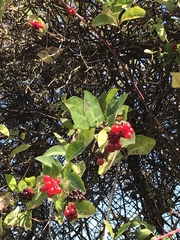 Lonicera hispidula