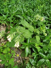 Symphytum tauricum