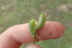 Astragalus distortus