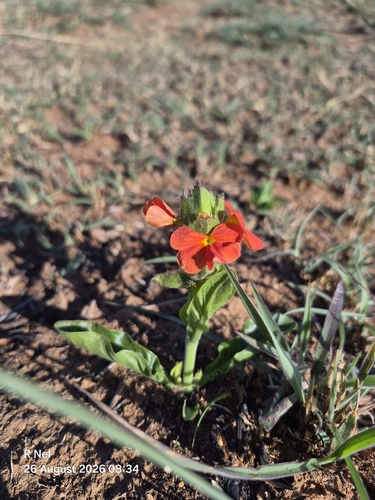 Crossandra greenstockii, photograph 2