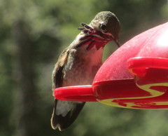 Selasphorus calliope