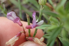 Astragalus distortus
