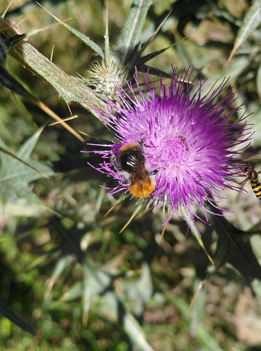 Common Carder Bumble Bee