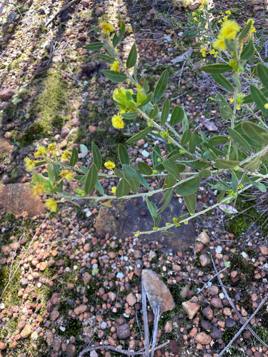 Acacia nervosa observed 2026-08-28