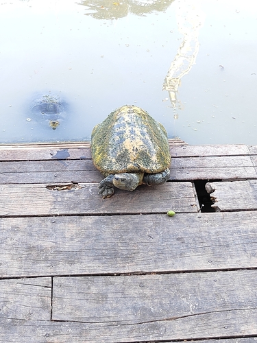 Yellow-headed Temple Turtle