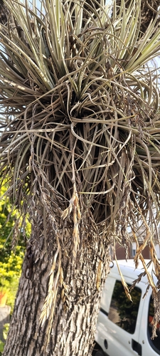 Tillandsia lorentziana, photograph 1