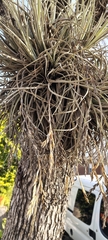 Tillandsia lorentziana