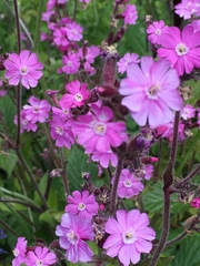 Silene dioica