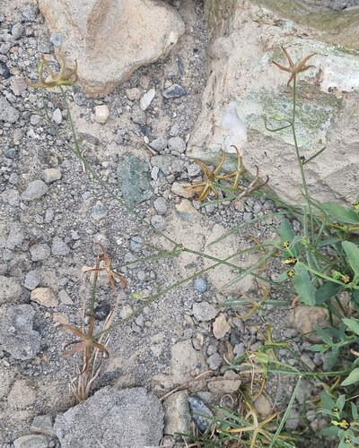 Koelpinia linearis, 2026-07-20