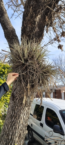 Tillandsia lorentziana, photograph 2