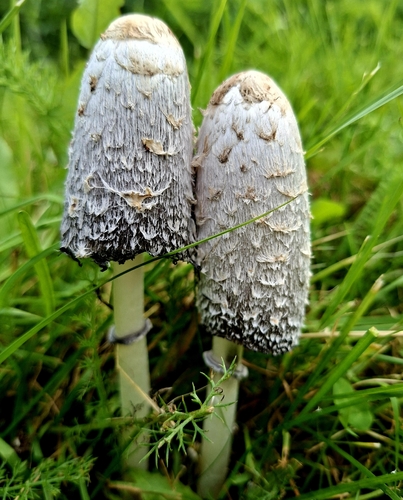 Shaggy Mane