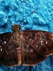 Hesperiidae