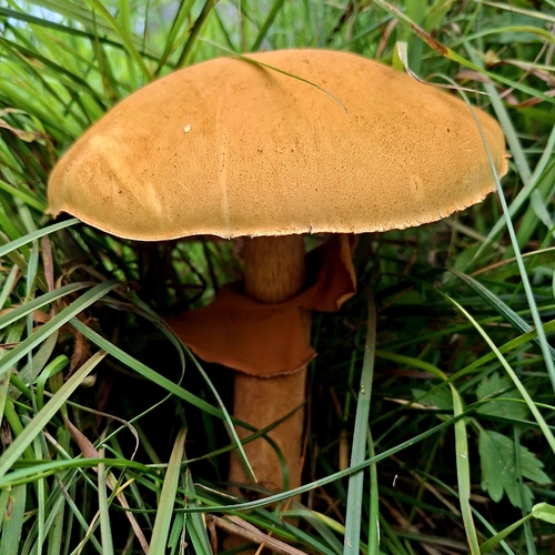 Golden Cap