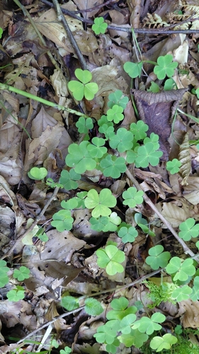 European wood-sorrel