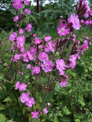 Silene dioica