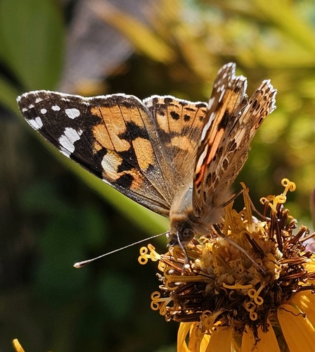 Painted Lady