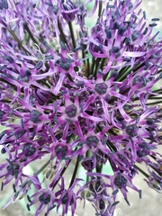 Allium cyrillii