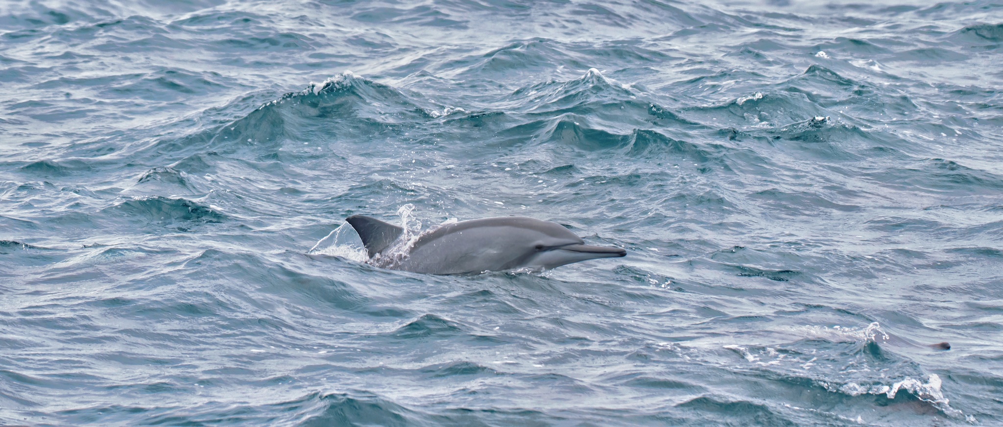 Stenella longirostris