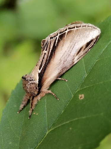 Swallow Prominent