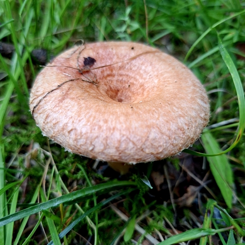 Woolly Milkcap