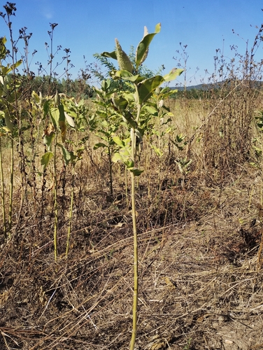 common milkweed