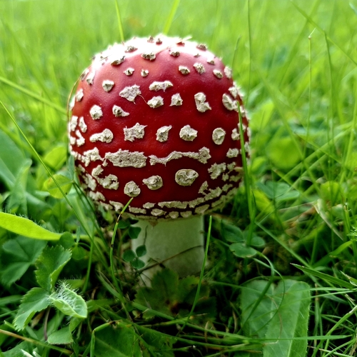 Fly Agaric