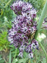 Allium cyrillii