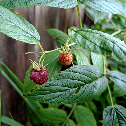 red raspberry