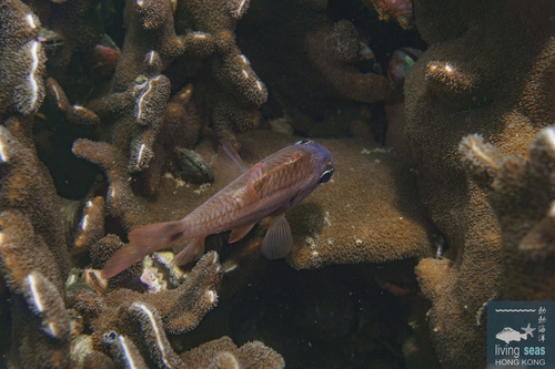 Ostorhinchus doederleini observed 2026-08-16