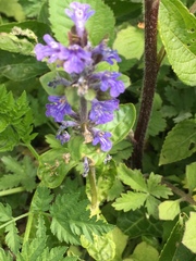 Ajuga reptans