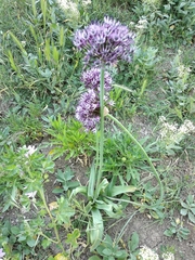 Allium cyrillii
