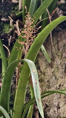 Aechmea purpureorosea