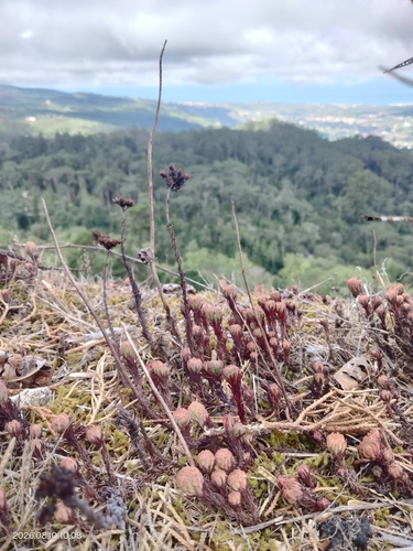 Petrosedum forsterianum, photograph 1