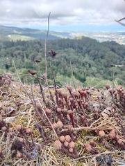 Petrosedum forsterianum, photograph (c) Carolyn Koehn, some rights reserved (CC BY)