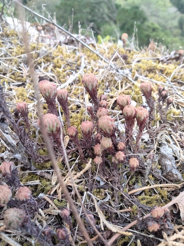 Petrosedum forsterianum, photograph 2