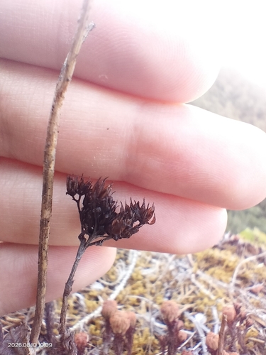 Petrosedum forsterianum, photograph 3