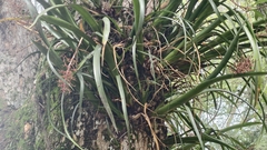 Aechmea purpureorosea, photograph (c) fmunoz, some rights reserved (CC BY)