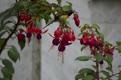 Aethopyga nipalensis