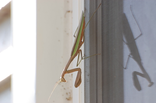 Chinese Mantis
