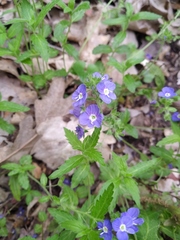 Veronica umbrosa