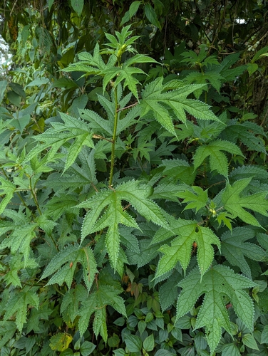 Girardinia diversifolia, photograph 2