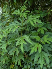 Girardinia diversifolia, photograph (c) Sagnik Dutta Roy, some rights reserved (CC BY)