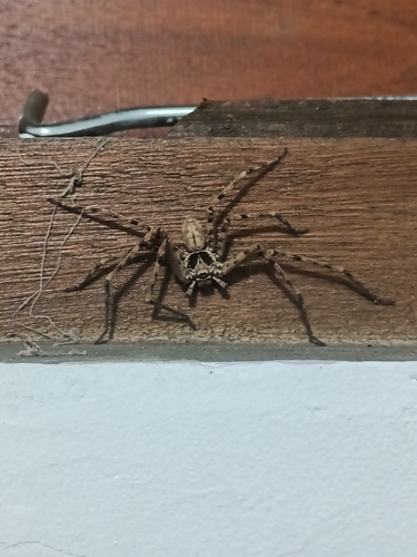 Pantropical Huntsman Spider