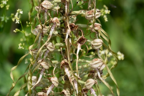Himantoglossum hircinum, photograph 1